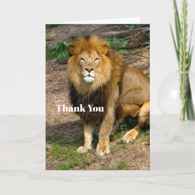 Wildlife African Lion Sitting Photo Thank You Card (Front)