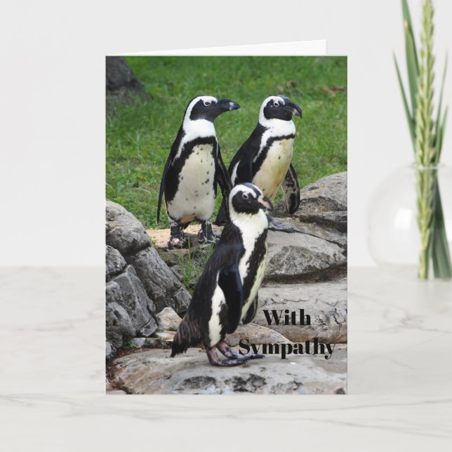 Wildlife African Penguin Photo Sympathy Card (Front)