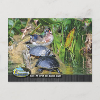 Wildlife along the Silver River Postcard