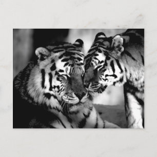 Wildlife, amazing tiger postcard