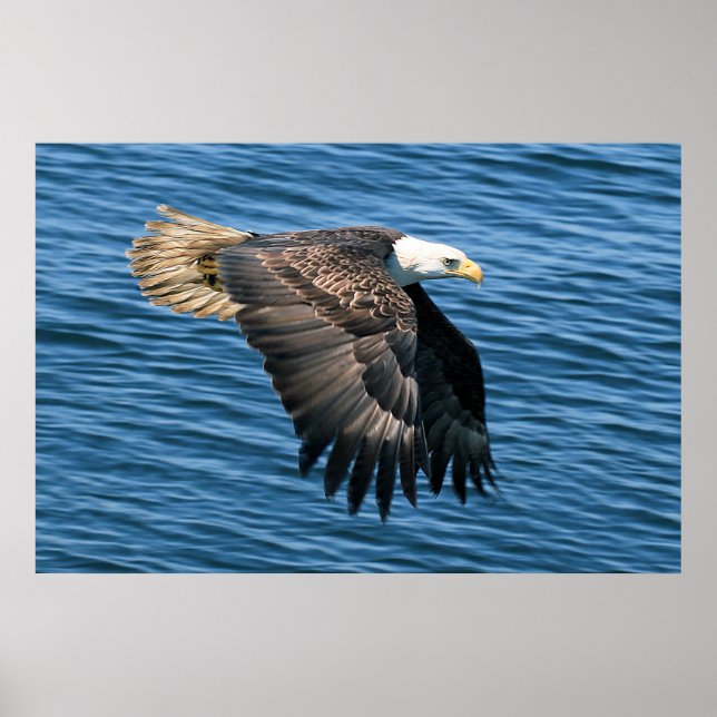 Wildlife Bald Eagle Photo Poster (Front)