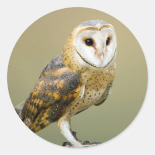 Wildlife Barn Owl Photo Classic Round Sticker