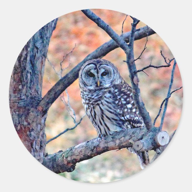 Wildlife Barred Owl Tree Photo Classic Round Sticker (Front)