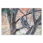 Wildlife Barred Owl Tree Photo