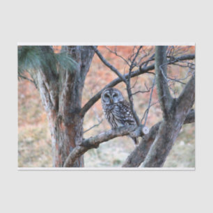 Wildlife Barred Owl Tree Photo Tissue Paper