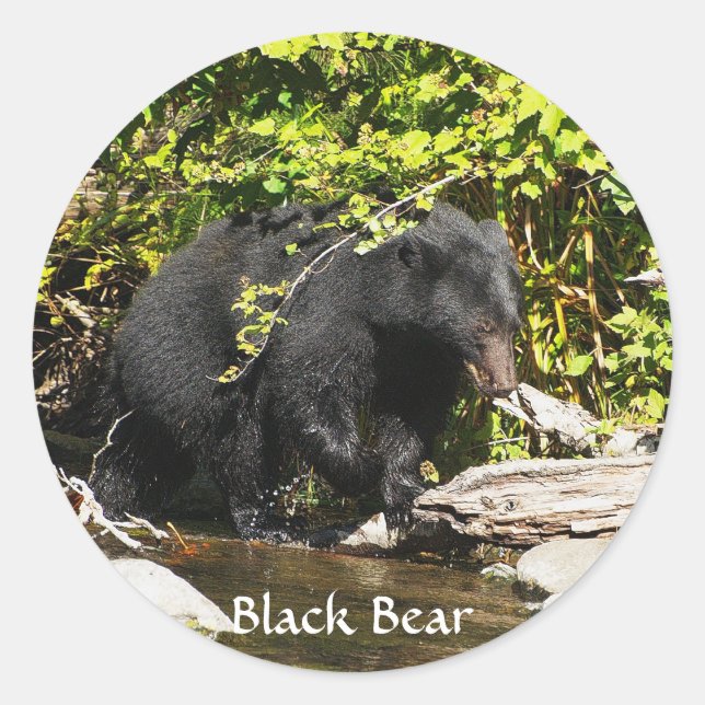 Wildlife Bears Animal-lovers Design Classic Round Sticker (Front)