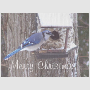 Wildlife Blue Jay Christmas Greeting Tissue Paper