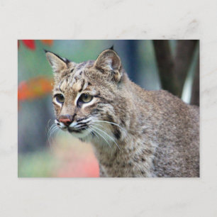 Wildlife Bobcat Photo Postcard