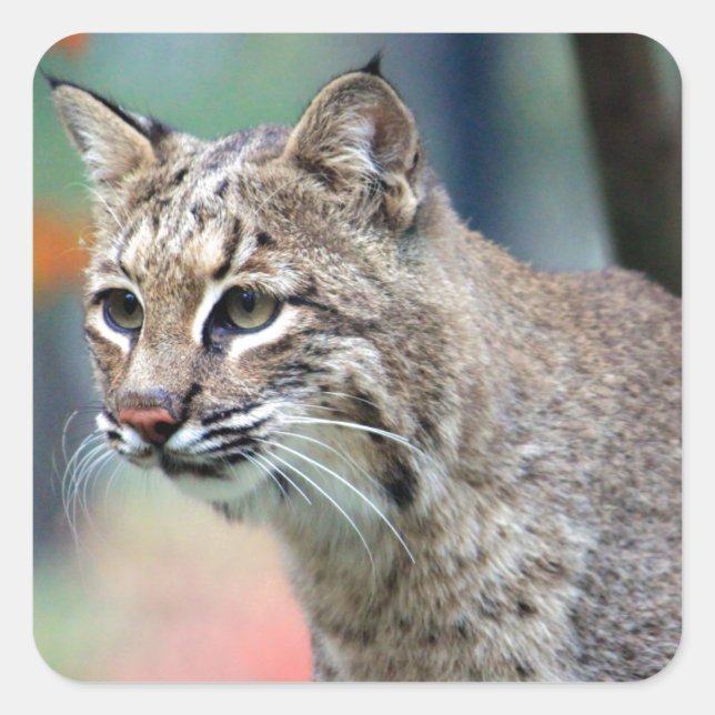 Wildlife Bobcat Photo Square Sticker (Front)
