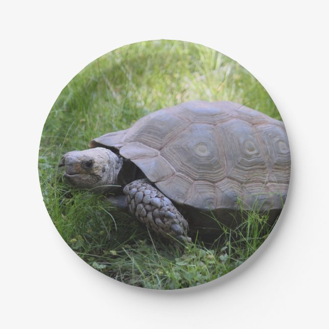 Wildlife Brown Tortoise Photo Paper Plate (Front)