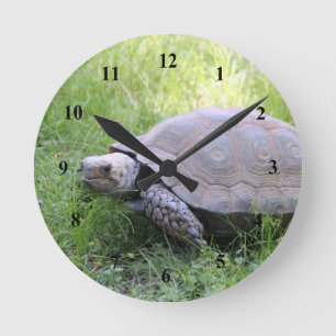Wildlife Brown Tortoise Photo Round Clock