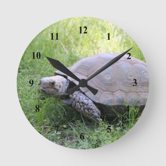 Wildlife Brown Tortoise Photo Round Clock (Front)