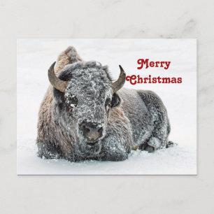 Wildlife Buffalo Snow Photo Christmas Postcard