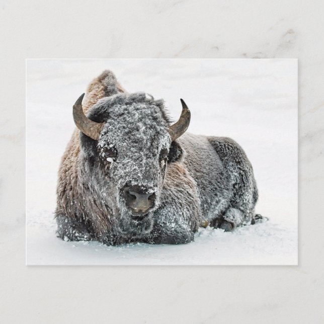 Wildlife Buffalo Snow Photo Postcard (Front)