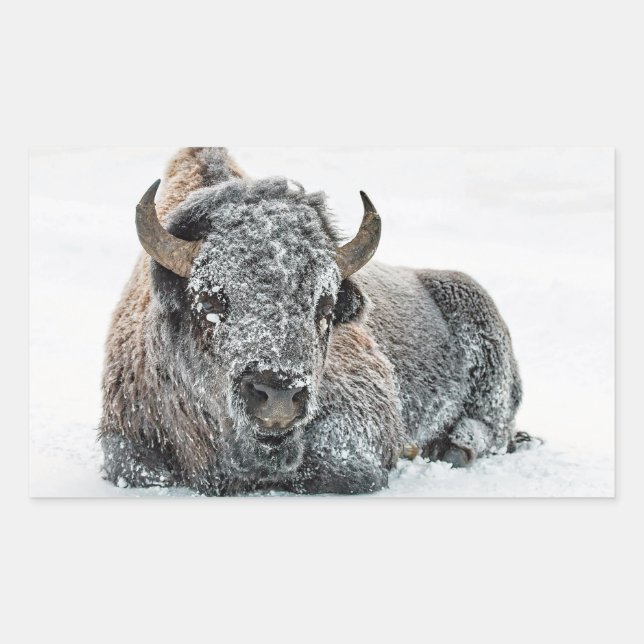 Wildlife Buffalo Snow Photo Sticker (Front)