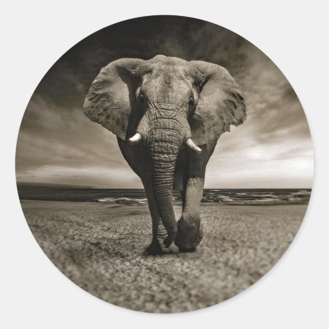 Wildlife Bull Elephant Photo Classic Round Sticker (Front)