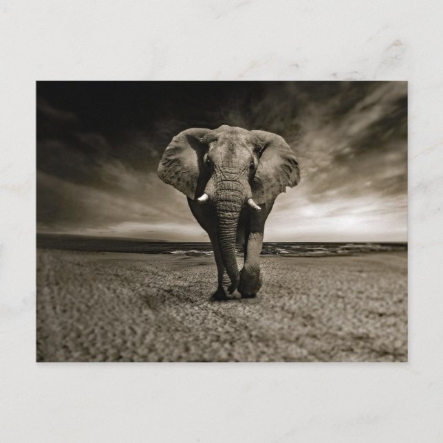 Wildlife Bull Elephant Photo Postcard (Front)