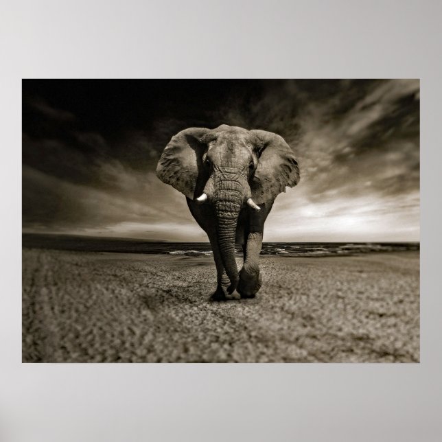 Wildlife Bull Elephant Photo Poster (Front)