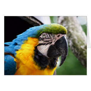 Wildlife card featuring a macaw, blank inside.