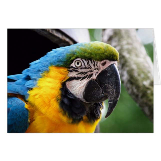Wildlife card featuring a macaw, blank inside. (Devant horizontal)