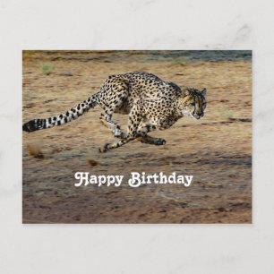 Wildlife Cheetah Running Photo Birthday Postcard