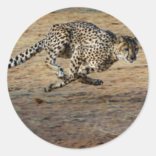 Wildlife Cheetah Running Photo Classic Round Sticker