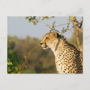 Wildlife Cheetah Side View Postcard