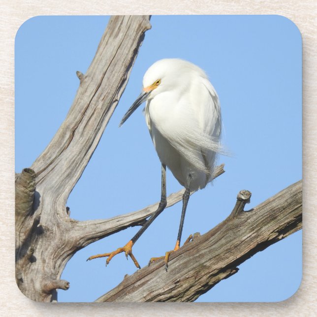Wildlife coaster set, snowy egret, birds, nature (Front)