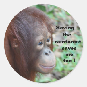 Wildlife Conservation:Orangutans and Rainforest Classic Round Sticker