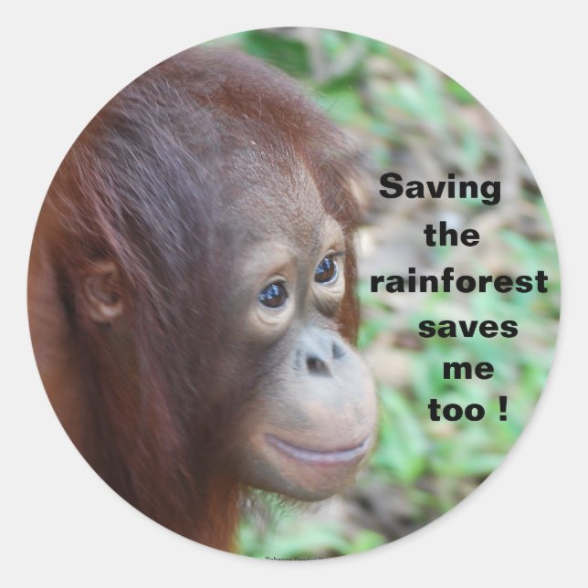 Wildlife Conservation:Orangutans and Rainforest Classic Round Sticker (Front)