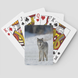 Wildlife Deck of Playing Cards