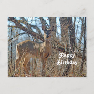 Wildlife Deer Woods Photo Birthday Postcard