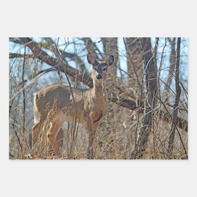 Wildlife Deer Woods Photo Wrapping Paper Sheet (Front)