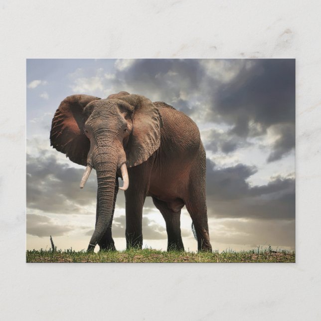 Wildlife Elephant Photo Postcard (Front)