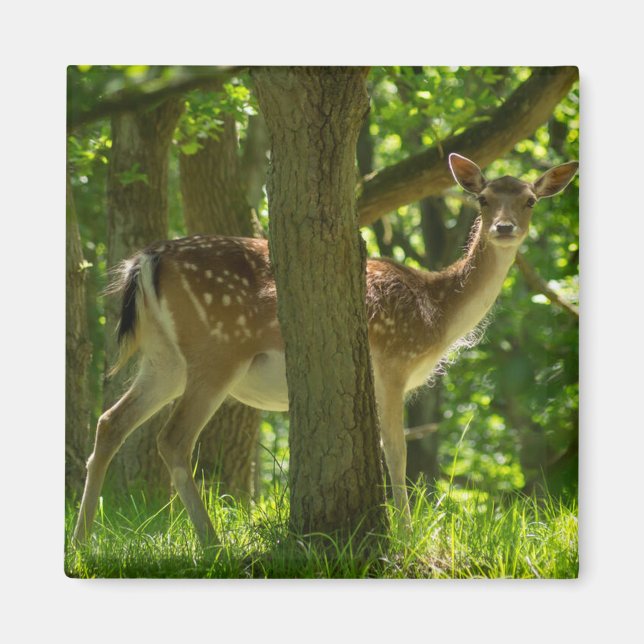 Wildlife Fallow Deer in Forest Among Trees    Magnet (Front)
