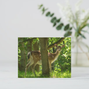 Wildlife Fallow Deer in Forest Among Trees Postcard