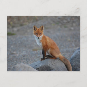 Wildlife Fox Nature Animal Postcard