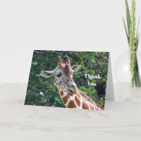 Wildlife Giraffe Portrait Photo