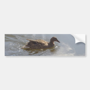 Wildlife Goose swimming in Lake, Nature, Bird Bumper Sticker