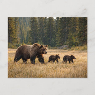 Wildlife Grizzly Bear And Cubs Postcard