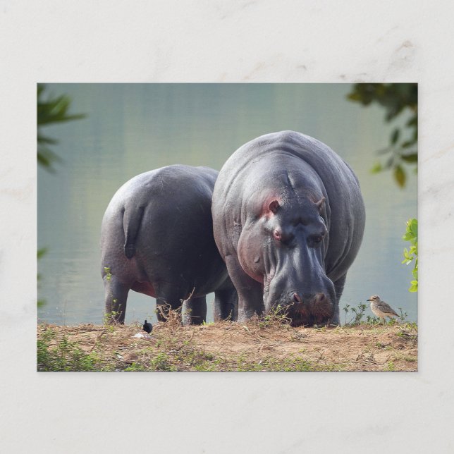 Wildlife Hippo Photo Postcard (Front)