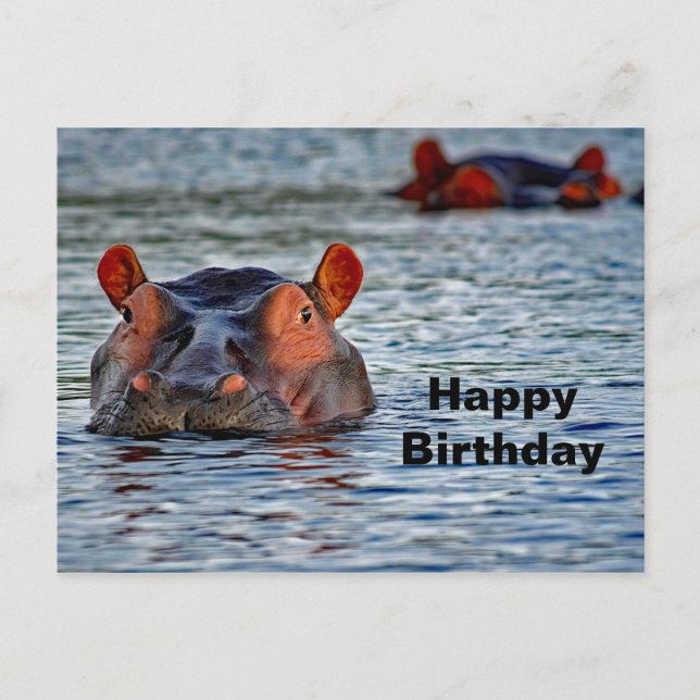 Wildlife Hippo Water Photo Postcard (Front)