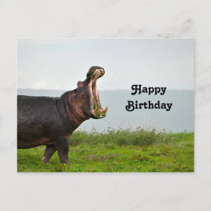 Wildlife Hippopotamus Photo Birthday Postcard