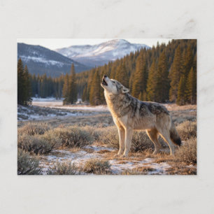 Wildlife Howling Grey Wolf Postcard