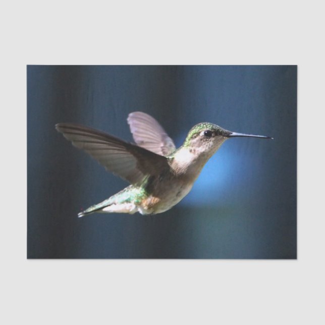 Wildlife Hummingbird Photo Tissue Paper (Front)