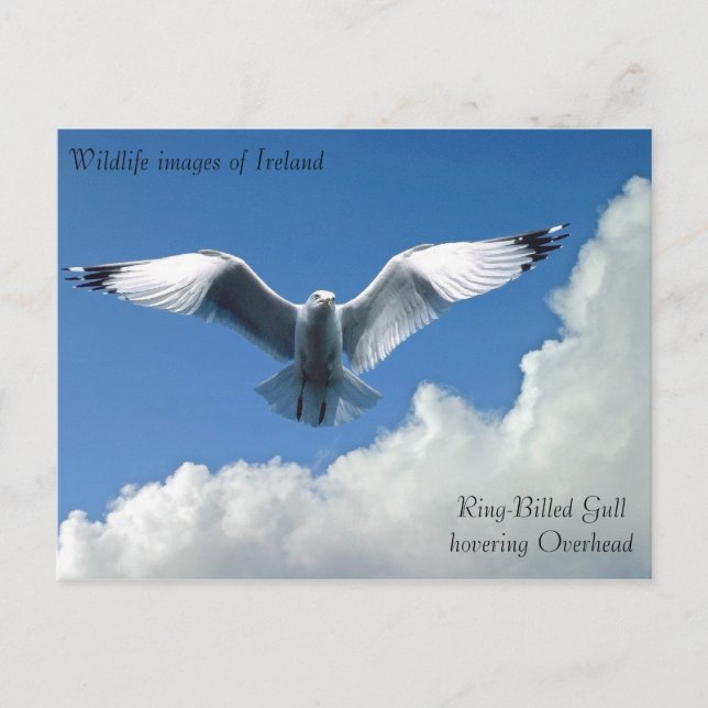 Wildlife images for postcard (Front)