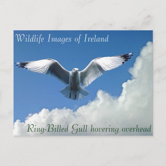 Wildlife images for postcard (Front)