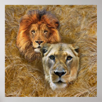 Wildlife- Lion & Lioness