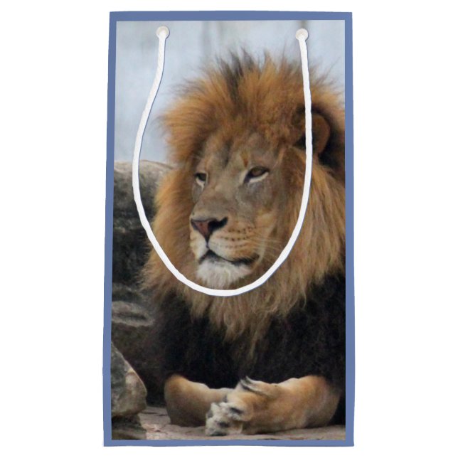 Wildlife Lion Photo Small Gift Bag (Front)