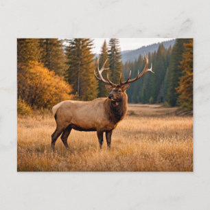 Wildlife Majestic Elk Forest  Postcard